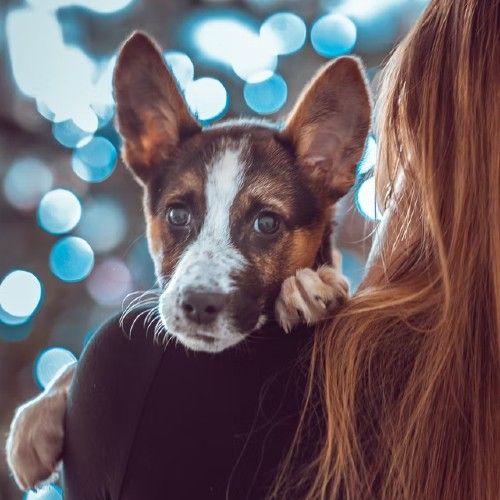 Cane, ragazza e luci