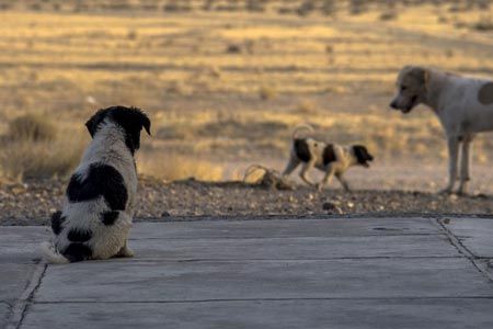 Cattura di cani randagi