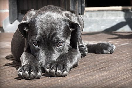 Cedere un cane di propriet al canile