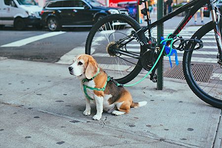 Limitare accesso ai cani in negozi e uffici