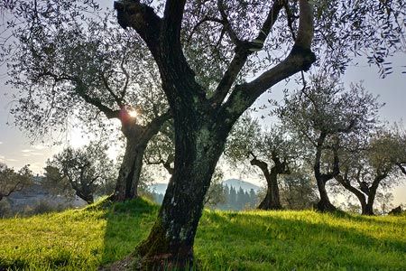 Oliveti sociali 