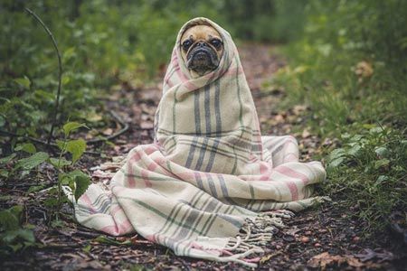 Campagna abbandono animali