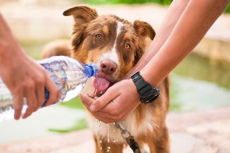 Conduzione di cani su aree pubbliche